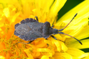 shutterstock 1960507558 A,Top,View,Of,An,Enoplops,Scapha,Squashbug,On,A