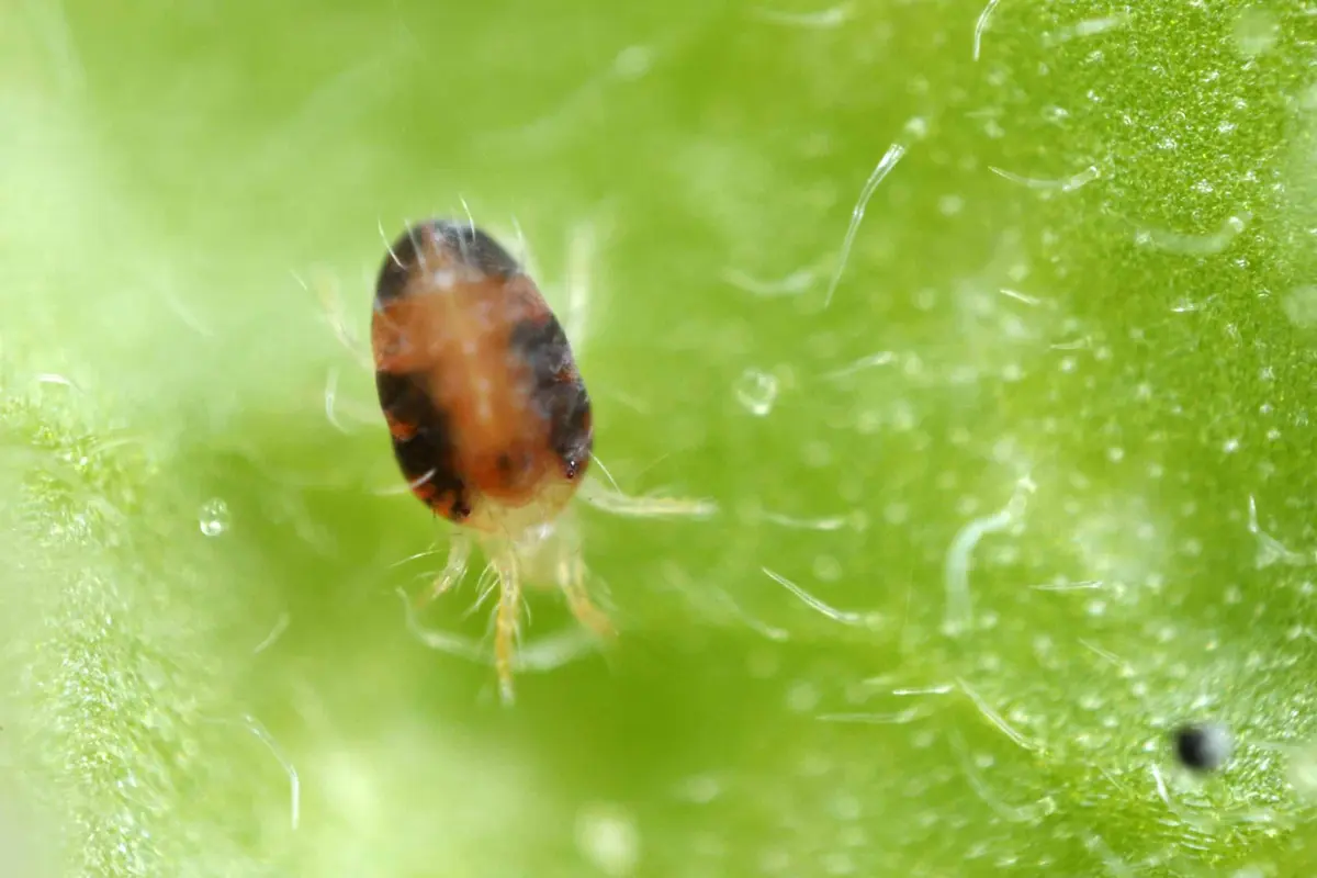 Extreme macro close-up of spider mite crawling on green leaf