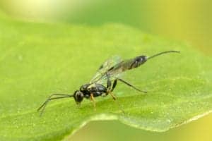 Parasitoid Wasp Parasitoid Wasp