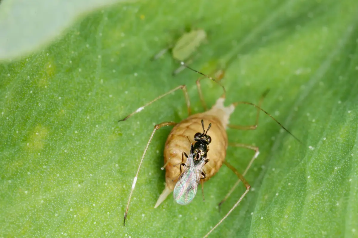 Close-up image of a parasitoid wasp emerging from an aphid on a green leaf