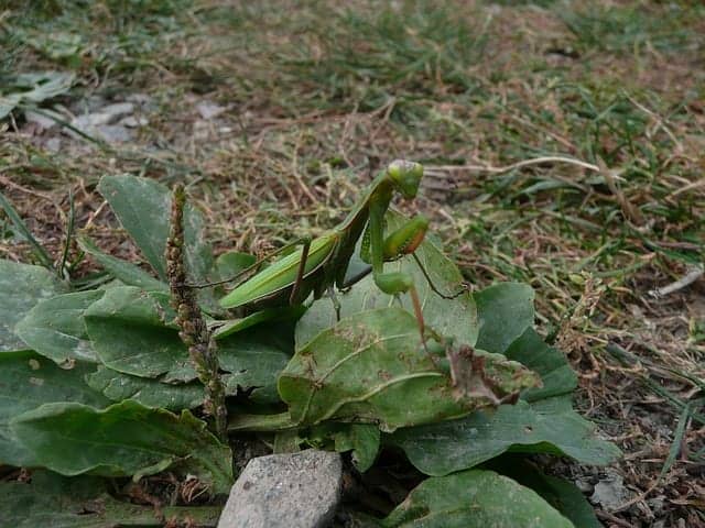 praying-mantis