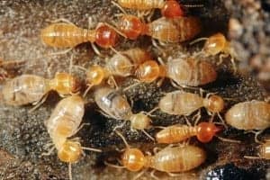 termite termite