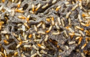 termites termites