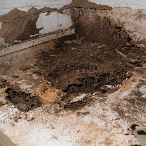 termites3 termites3