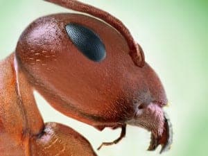 12small polish ant 12small polish ant
