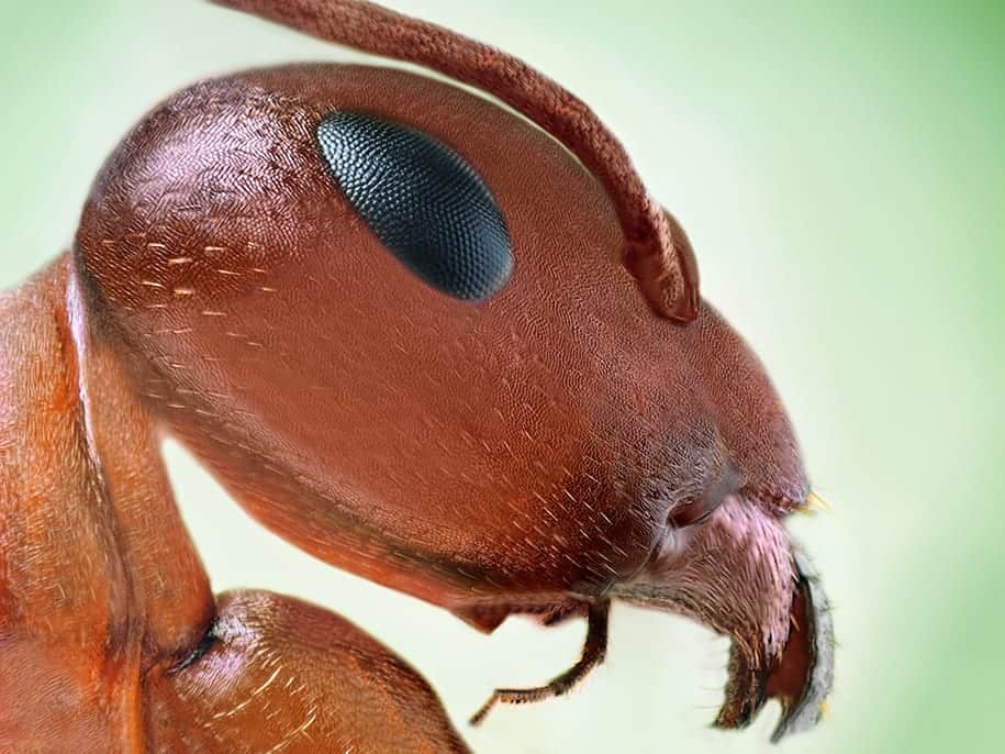 12small polish ant