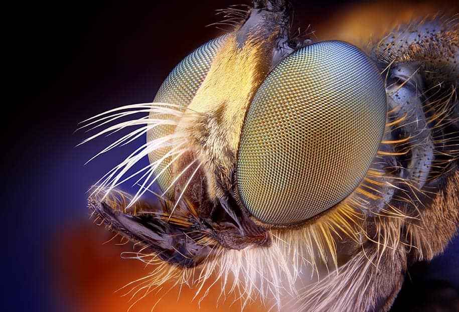 15Robber fly