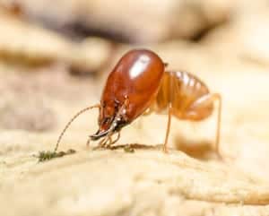 18Termite 18Termite