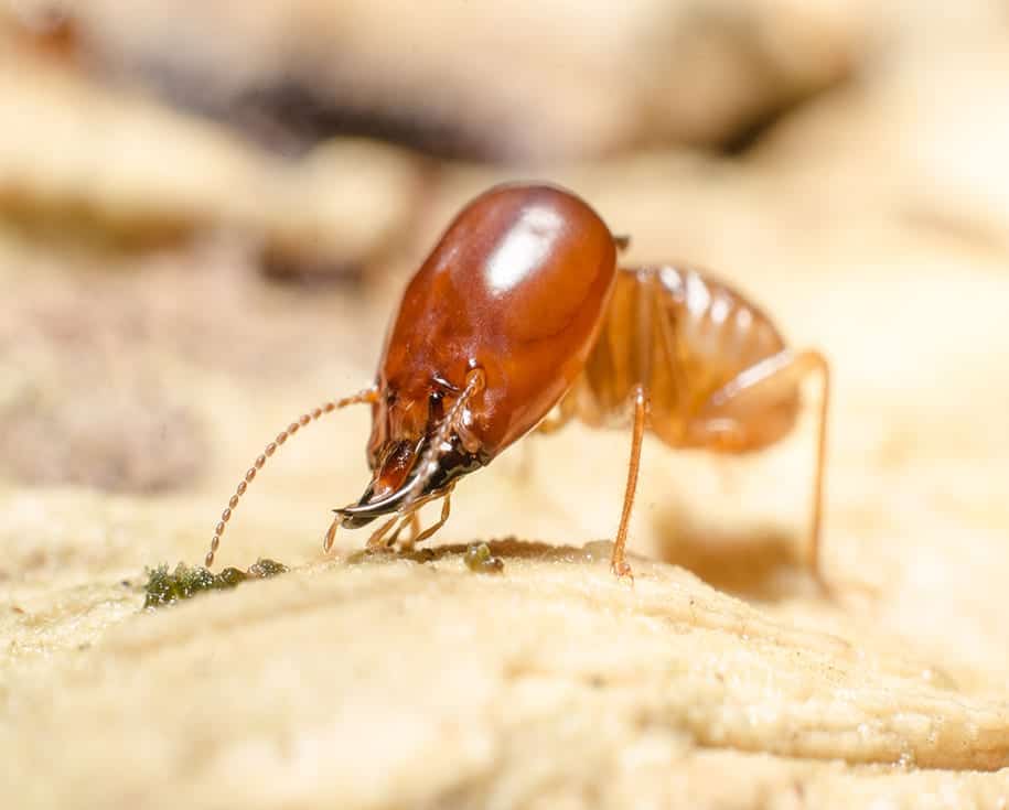 18Termite