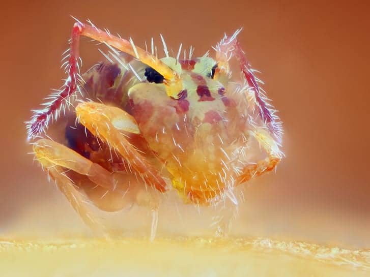 1mm Collembola