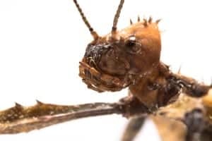 3Extatosoma tiaratum 3Extatosoma tiaratum