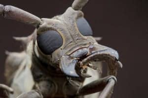 4long horn beete 4long horn beete