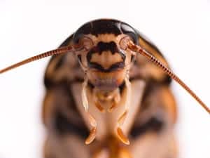 5Cockroach 5Cockroach