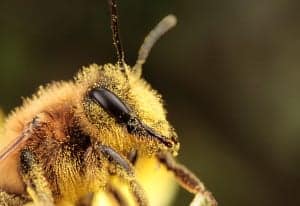 7Honey Bee 7Honey Bee