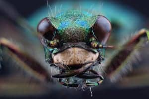 9tiger beetle 9tiger beetle