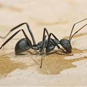 ant ant