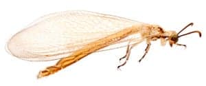 antlion antlion