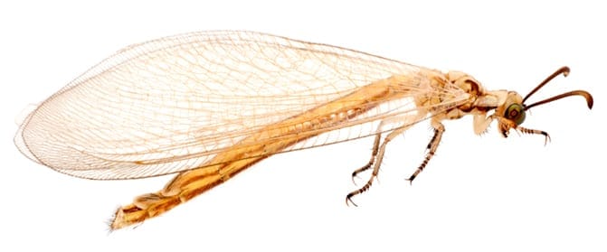 antlion