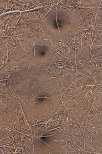 antlion sandtrap antlion_sandtrap