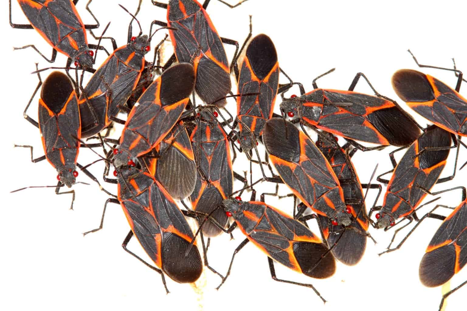 box elder bugs Pointe Pest Control Chicago Exterminator & Pest