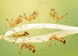 prayingmantisbabies prayingmantis
