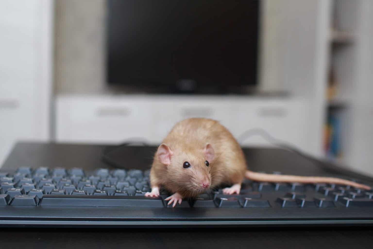 rat on keyboard Pointe Pest Control Chicago Pest Control and