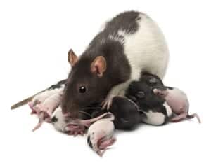 ratbabies Fancy Rat feeding its babies
