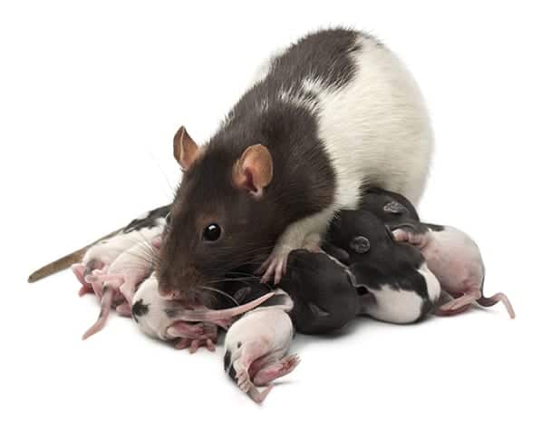 Fancy Rat feeding its babies
