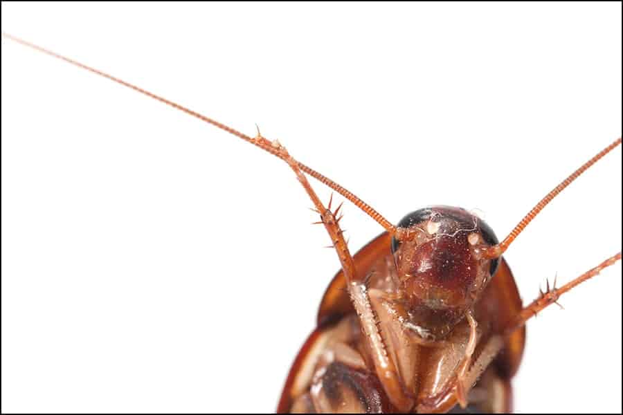 cockroach on white background. macro