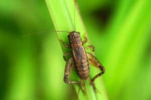cricket 2 cricket 2
