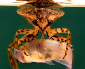 shutterstock 243542341 shutterstock_243542341