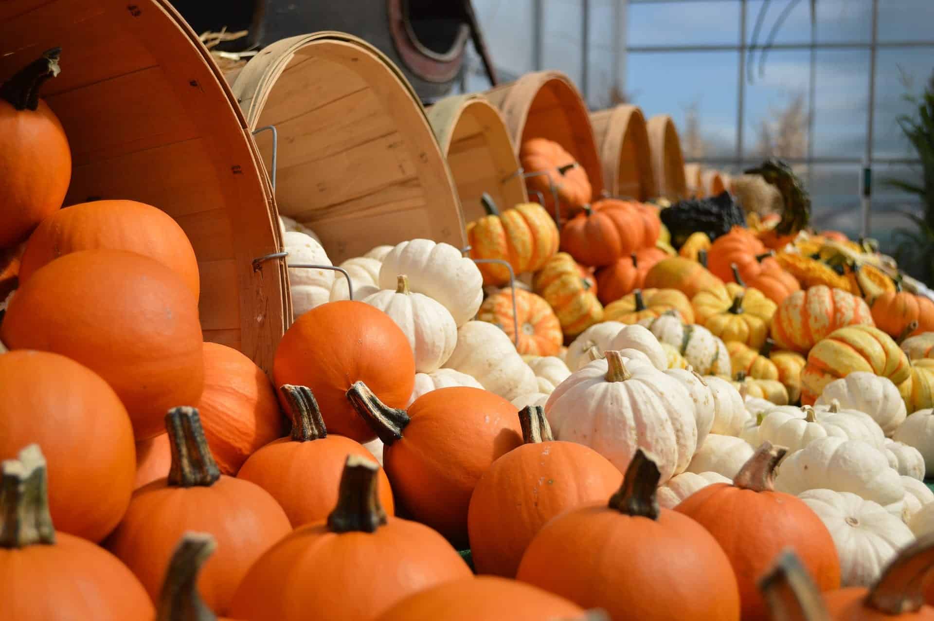 gourds 949112 1920 Rodent Free Thanksgiving Preparations
