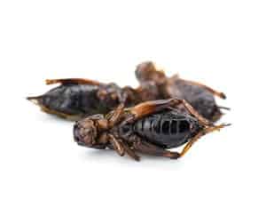 roastedcrickets roastedcrickets