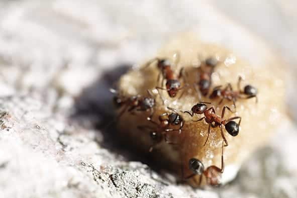 close-up of group of brown ants sharing piece of brown sugar