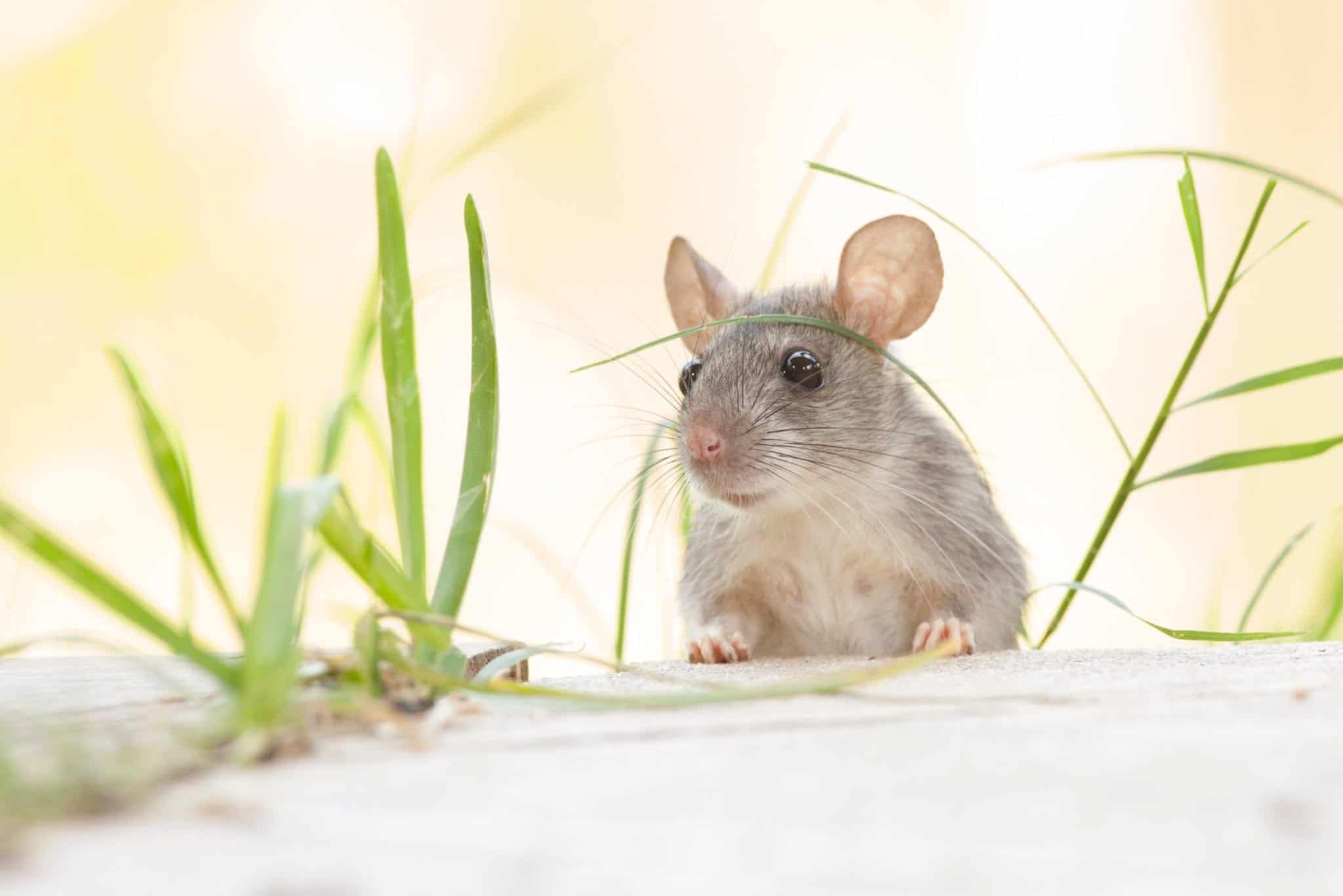 Rat scaled 5 FAQ’s About Rodents