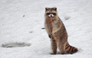 racoon 1414027 1920 racoon-1414027_1920