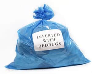 bedbuginfested bedbuginfested