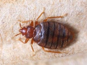 Bedbug Bedbug