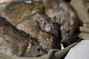 rat norway 5 rat norway 5