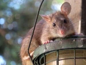 roof rat 961499 960 720 roof-rat-961499_960_720