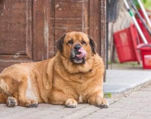 shutterstock 570678211 shutterstock_570678211