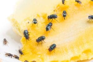 flies on fruit flies on fruit