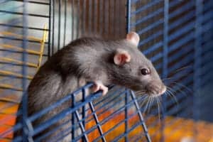 pet rat pet rat