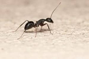 ant 7 ant 7