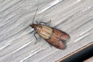 indian meal moth 2 indian meal moth 2