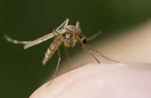 mosquito 2 mosquito 2