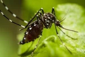 mosquito 3 mosquito 3