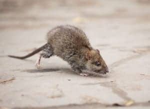 rodent 6 rodent 6