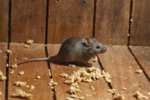 rodent 7 rodent 7