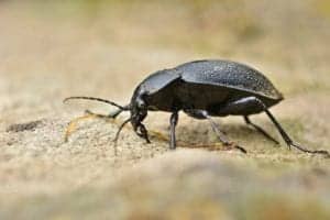beetle 5224434 1920 beetle-5224434_1920